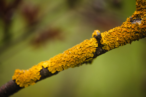 Lichen on a twig