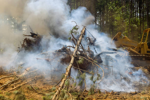 istock Development of a new plot of land for the construction of a new building using heavy equipment, bulldozing and burning of the forest 1413824399