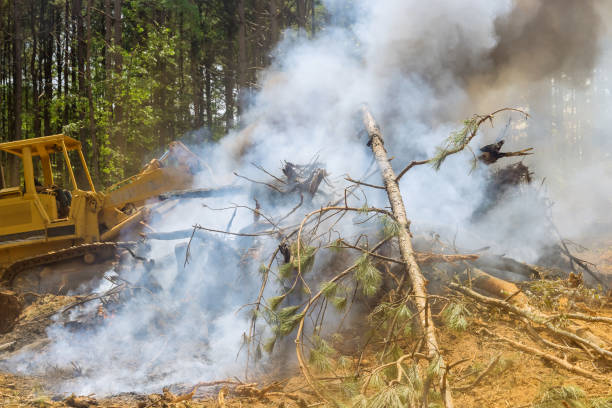 istock The development of a new plot of land for new construction using heavy equipment, bulldozing, and burning the woods is being done 1413824402