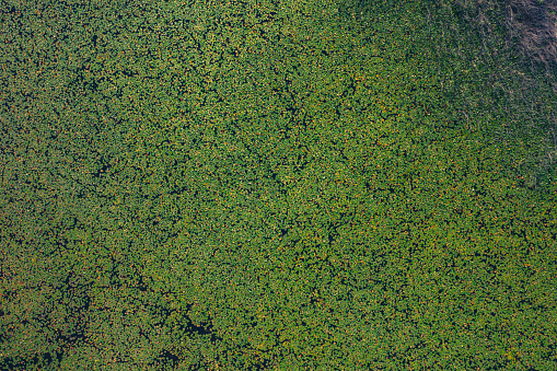 Aerial view of the green water lilies and lotuses in the tropical Lake
