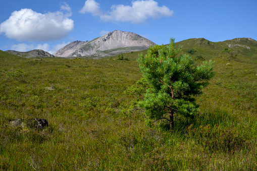 View of Being Eighe in the Scottish Highlands with tree in the foreground