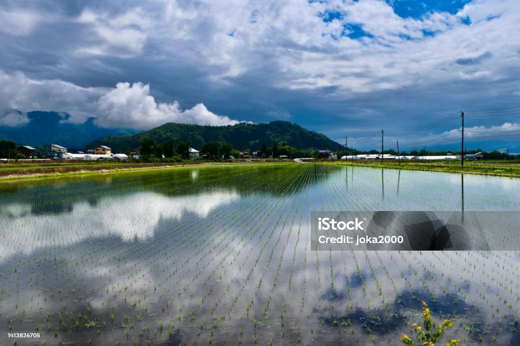Rice Paddy Fields in Niigata Niigata pref Japan Stock Photo
