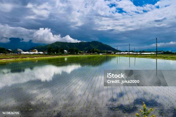 Rice Paddy Fields In Niigata Stock Photo - Download Image Now - Japan, Rice Paddy, Agricultural Field