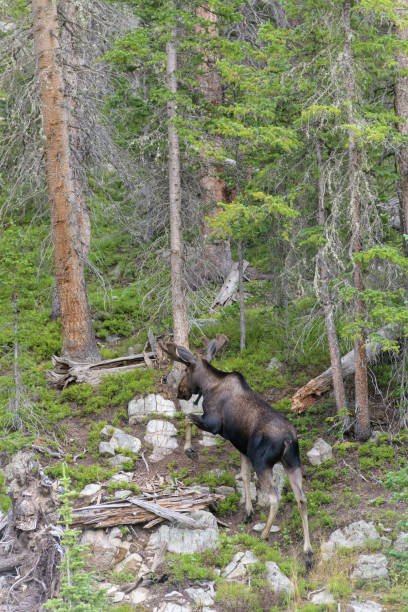 istock Moose in the Colorado Rocky Mountains 1413826907