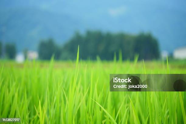 Rice Paddy Fields In Niigata Stock Photo - Download Image Now - Niigata Prefecture, Rice Paddy, Agricultural Field