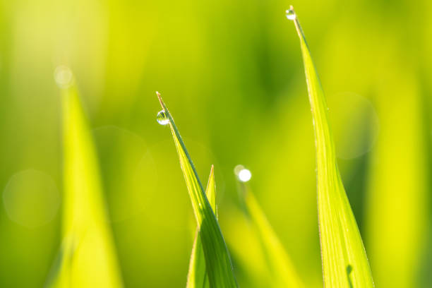 Green grass leafs with dew drops in the morning sunlight.