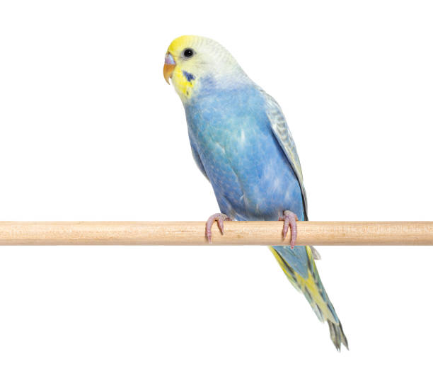istock Blue rainbow Budgerigar bird on a wooden perch, isolated on white 1413828472