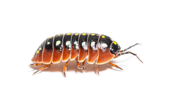 istock woodlouse, Armadillidium klugii, isolated on white 1413828629
