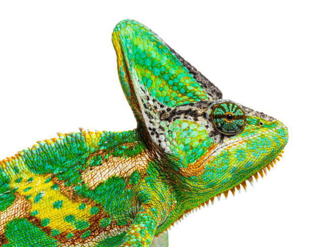istock Macro on a veiled chameleon head, Chamaeleo calyptratus, isolated on white 1413829216