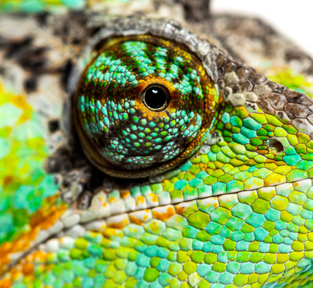istock Macro on a reptile eye, veiled chameleon, Chamaeleo calyptratus, isolated on white 1413829236