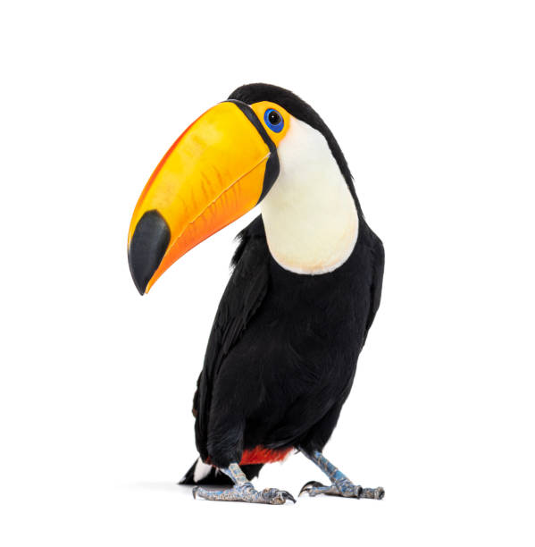 istock Toucan toco, Ramphastos toco, isolated on white 1413829237
