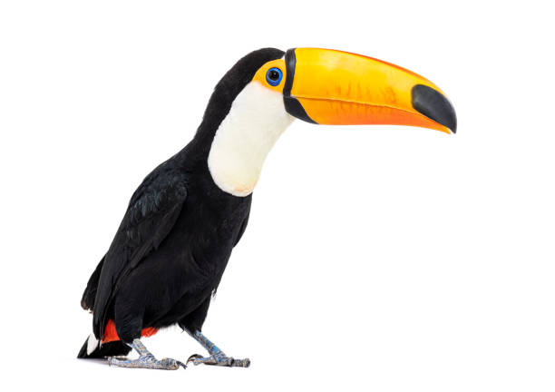 istock Toucan toco, Ramphastos toco, isolated on white 1413829262
