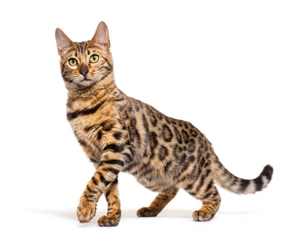 istock Bengal cat marking the stop and looking away, isolated on white 1413829265