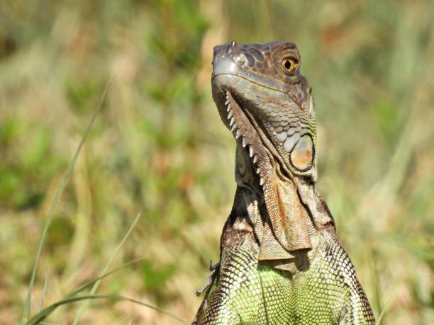 istock Green Iguana (Iguana iguana) with dewlap - portrait 1413829328