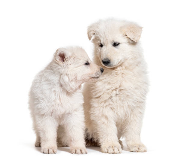 Two puppies Berger Blanc Suisse, isolated on white