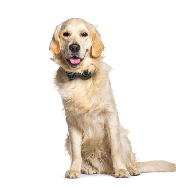 istock One year old Golden retriever wearing a bow tie, isolated on white 1413829409