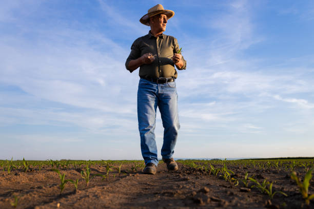 istock Senior farmer standing in corn field examining crop at sunset. 1413829433