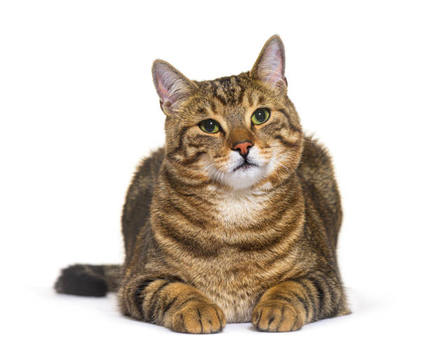 istock Striped crossbreed cat lying down, isolated on white 1413829439