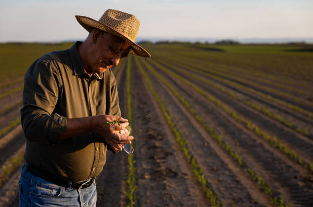 istock Senior farmer standing in corn field examining crop at sunset. 1413829461