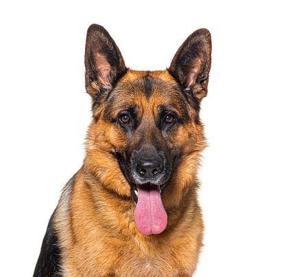 Portrait of a panting German shepherd, isolated on white