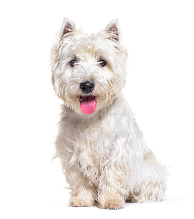 West Highland White terrier or Westie, panting and facing, isolated on white