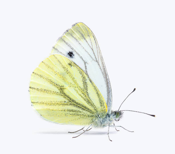 istock Side view of a Cabbage butterfly, Pieris brassicae, isolated on white 1413829493
