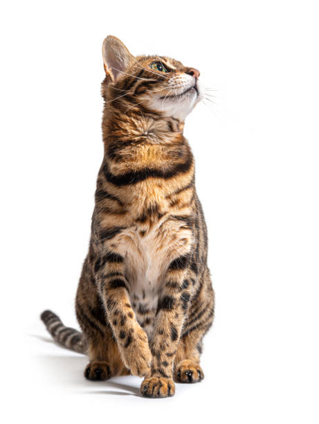 istock Bengal cat sitting and looking up, isolated on white 1413829514