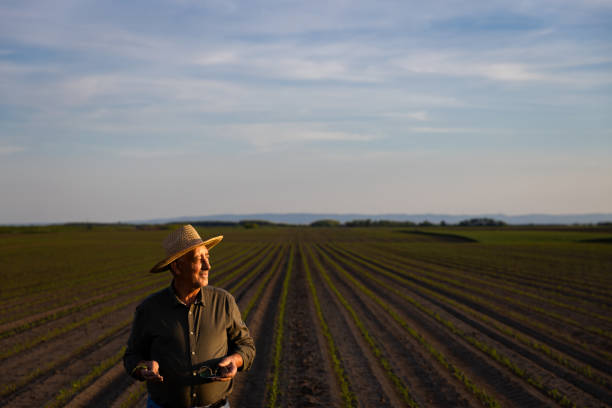 istock Senior farmer standing in corn field examining crop at sunset. 1413829521