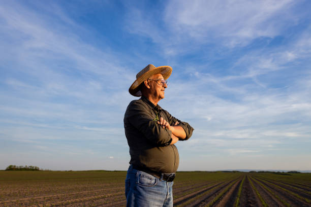 istock Senior farmer standing in corn field examining crop at sunset. 1413829553