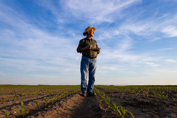 istock Senior farmer standing in corn field examining crop at sunset. 1413829574