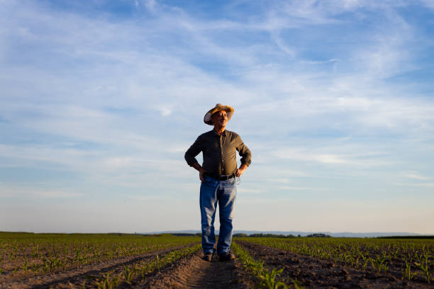 istock Senior farmer standing in corn field examining crop at sunset. 1413829620