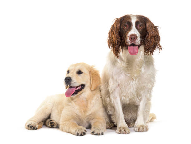 two dogs together, golden retriever and springer spaniel, isolated on white - springer spaniel dog pets animal imagens e fotografias de stock