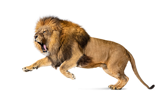 León adulto macho, Panthera leo, saltando con la boca abierta, aislado sobre blanco photo