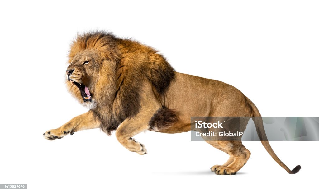 Male adult lion, Panthera leo, leaping mouth open, isolated on white Lion - Feline Stock Photo