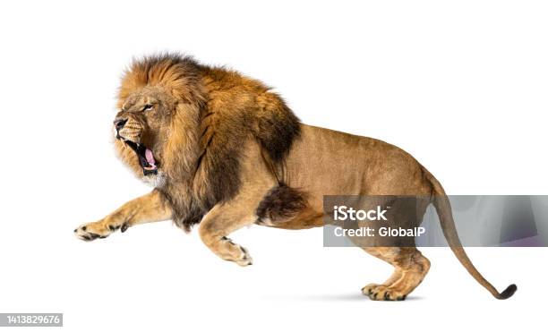 Male Adult Lion Panthera Leo Leaping Mouth Open Isolated On White Stock Photo - Download Image Now