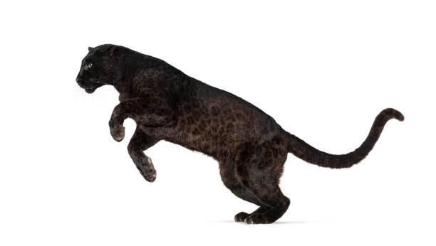 istock Black Spotted leopard, panthera pardus, leaping, isolated on white 1413829678
