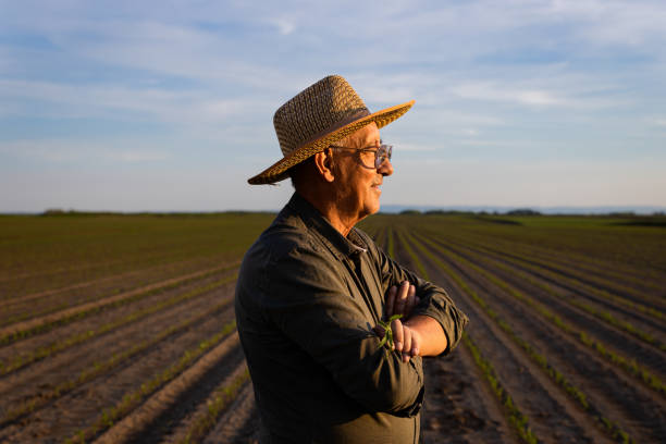 istock Senior farmer standing in corn field examining crop at sunset. 1413829732