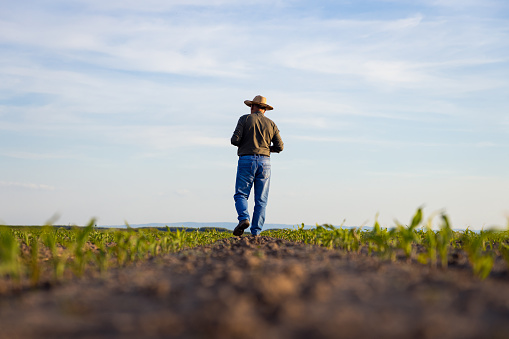 Rear view of senior farmer standing in corn field examining crop at sunset.
