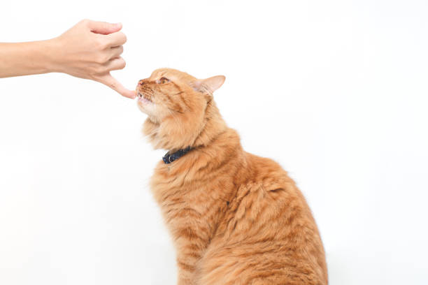 istock Cat licking liquid cat snack from human finger. 1413829874