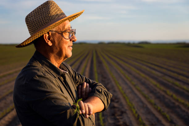 Senior farmer standing in corn field examining crop at sunset.