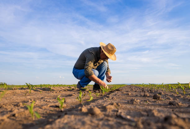 istock Senior farmer standing in corn field examining crop at sunset. 1413829954