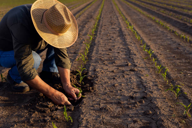 istock Senior farmer standing in corn field examining crop at sunset. 1413830560
