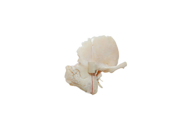 istock Membrane for the study of the temporal bone 1413830601