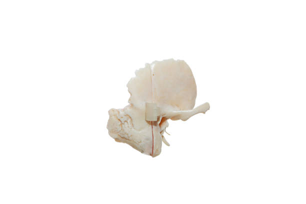 Membrane for the study of the temporal bone Membrane for the study of the temporal bone bondi junction stock pictures, royalty-free photos & images