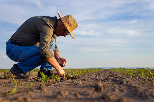istock Senior farmer standing in corn field examining crop at sunset. 1413830603
