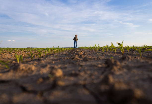 Senior farmer standing in corn field examining crop at sunset.