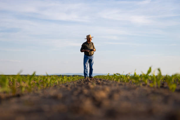 istock Senior farmer standing in corn field examining crop at sunset. 1413830749