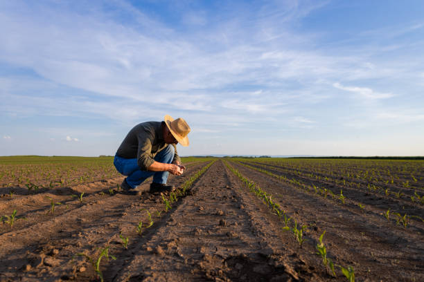 istock Senior farmer standing in corn field examining crop at sunset. 1413830822