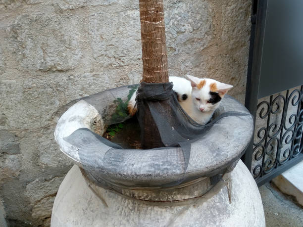Cat sitting in the flower pot. Cat sitting on the street. A beautiful cat sitting on the street of the old town.