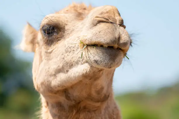 Photo of Close up of a camel face. High quality photography.